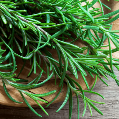 Estratto di Rosmarino